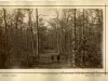 Print, Photographic - Forest Avenue